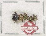 Scientific lot no. 84 Hopliinae (5 pcs A2)