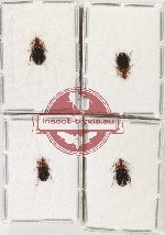 Scientific lot no. 870 Carabidae (4 pcs)
