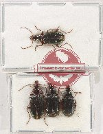 Scientific lot no. 869 Carabidae (4 pcs)