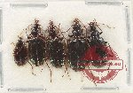 Scientific lot no. 872 Carabidae (5 pcs)
