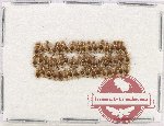 Scientific lot no. 871 Carabidae (50 pcs)