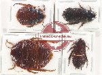 Scientific lot no. 120 Blattodea (4 pcs)