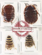 Scientific lot no. 121 Blattodea (4 pcs A, A-, A2)