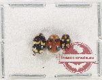 Scientific lot no. 580 Chrysomelidae (3 pcs)