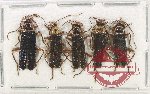 Scientific lot no. 74 Cantharidae (5 pcs)
