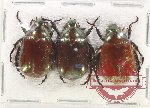 Scientific lot no. 390 Rutelinae (3 pcs)