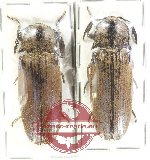 Scientific lot no. 222 Elateridae (2 pcs - 1 pc A2)
