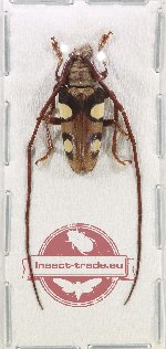 Cereopsius helena (A-)