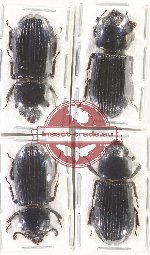 Scientific lot no. 179 Passalidae (4 pcs - 1 pc A2)
