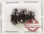 Scientific lot no. 230 Melolonthinae (3 pcs A2)