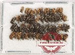 Scientific lot no. 79 Mordellidae (50 pcs)