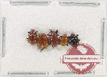 Scientific lot no. 579 Chrysomelidae (5 pcs)