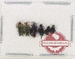 Scientific lot no. 578 Chrysomelidae (6 pcs)