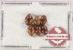 Scientific lot no. 202 Nitidulidae (6 pcs)