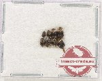 Scientific lot no. 197 Nitidulidae (9 pcs)