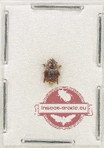 Scientific lot no. 200 Nitidulidae (1 pc)