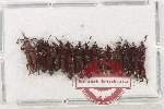 Scientific lot no. 150 Brenthidae (15 pcs)