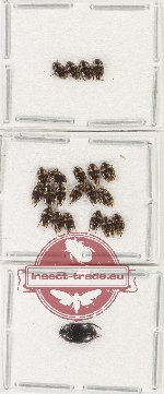 Scientific lot no. 187 Dytiscidae (22 pcs)