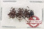 Scientific lot no. 575 Chrysomelidae (4 pcs)