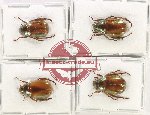 Scientific lot no. 391 Rutelinae (4 pcs - 2 pcs A2)