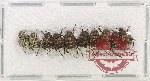 Scientific lot no. 85 Hopliinae (10 pcs)