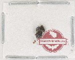 Scientific lot no. 182 Scolytidae (2 pcs)