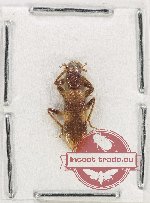 Cleridae sp. 39