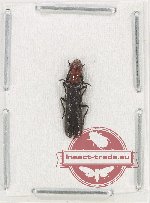 Cleridae sp. 37