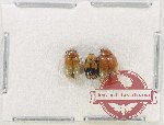 Scientific lot no. 581 Chrysomelidae (3 pcs)