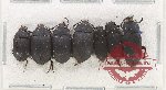 Scientific lot no. 476 Tenebrionidae (7 pcs A2)