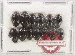 Scientific lot no. 194 Erotylidae (13 pcs)