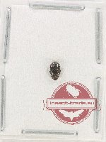 Trachyni sp. 4
