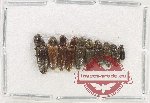 Scientific lot no. 224 Elateridae (10 pcs)