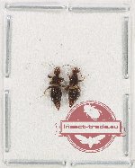 Scientific lot no. 131 Dermaptera (2 pcs)