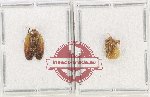 Scientific lot no. 6 Cercopidae (2 pcs)