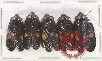 Scientific lot no. 4 Cercopidae (5 pcs)