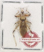 Reduviidae sp. 33 (A2)