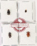 Scientific lot no. 189 Erotylidae (4 pcs)