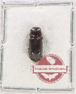 Bostrichidae Scientific lot no. 59 (1 pc)
