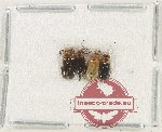 Dryllidae Scientific lot no. 6 (1 pc)