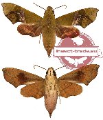 Angonyx testacea (AA-)