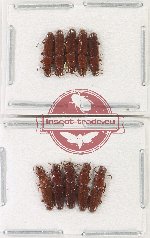 Prostomidae Scientific lot no. 7 (10 pcs)