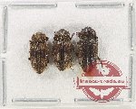 Colydidae Scientific lot no. 24 (3 pcs)