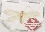 Scientific lot no. 10 Neuroptera (1 pc A2)