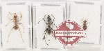 Scientific lot no. 38 Formicidae (3 pcs)