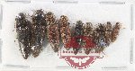 Scientific lot no. 210 Elateridae (9 pcs)