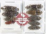 Scientific lot no. 212 Elateridae (9 pcs)