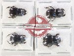 Scientific lot no. 891 Coprophaga (4 pcs)