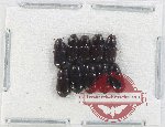 Scientific lot no. 852 Coprophaga (10 pcs)