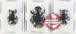 Scientific lot no. 858 Coprophaga (3 pcs)
